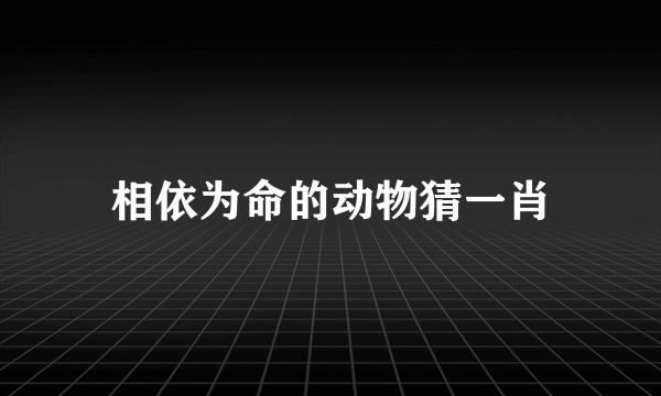 相依为命的动物猜一肖