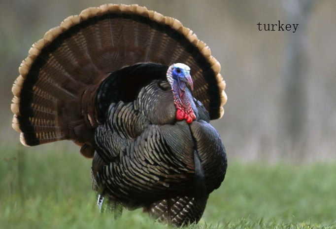 turkeys怎么读