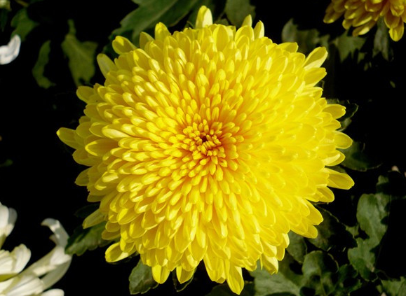 描写菊花的古诗有哪些，要整首