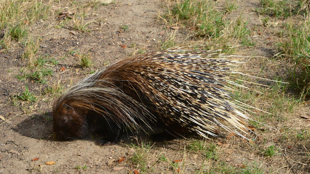 豪猪刺的功能与主治是什么?