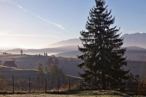 云杉树有哪些作用?