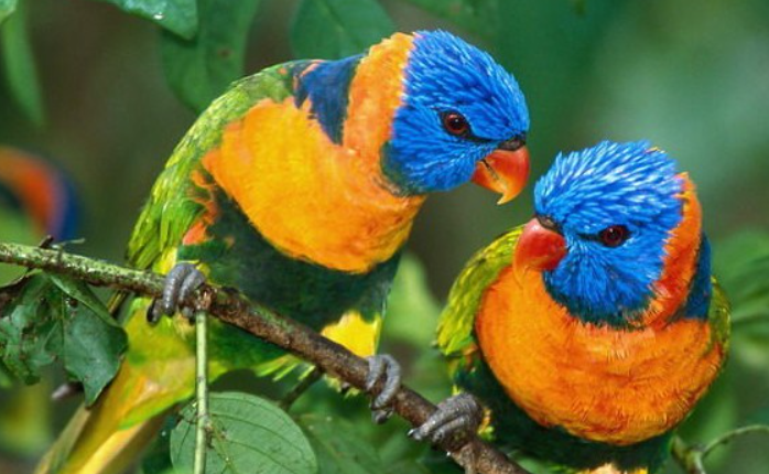 幽禽指的是什么鸟