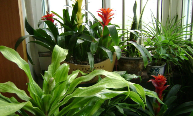 厨余垃圾有哪些