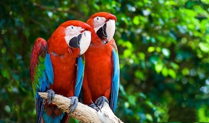 幽禽指的是什么鸟