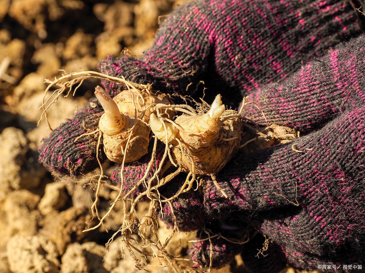 中药黄精有什么功效？