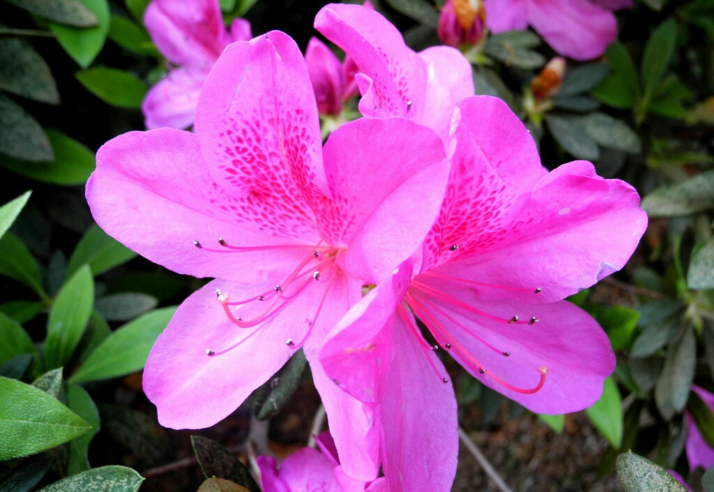 哪些花在春天开