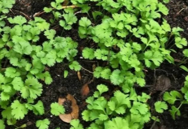 今天是“世界讨厌香菜日”，这个奇怪的节日是怎么来的？