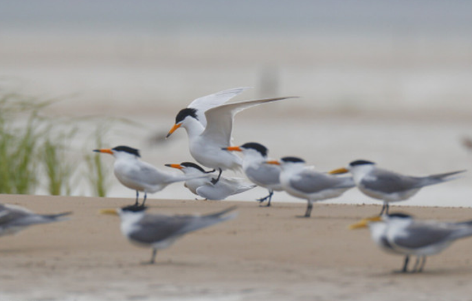 中国上仅剩一只的动物