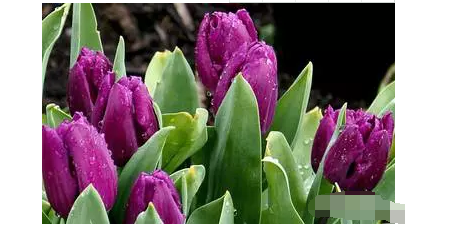 郁金香的花语是什么？