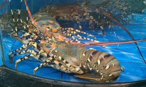 英国拟禁止煮食龙虾螃蟹等活物，当地为何会做出这一规定？