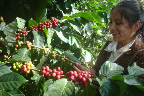 哥伦比亚咖啡特点口感是什么？