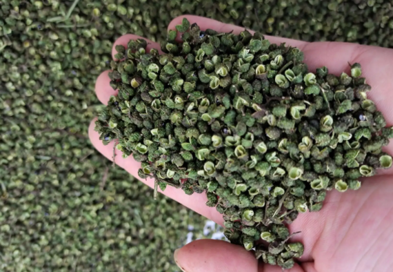 富硒的产品有哪些？