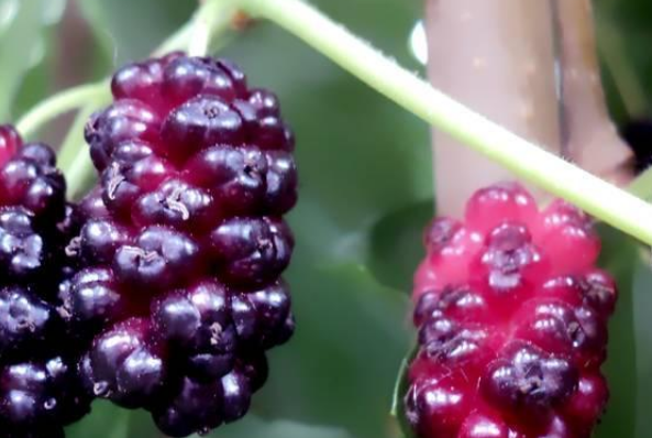 桑葚的功效与作用有哪些？