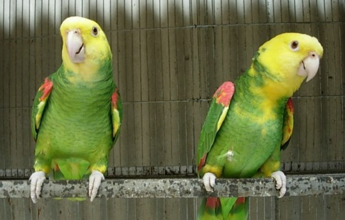 幽禽指的是什么鸟