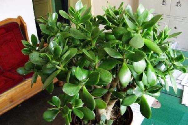 水生植物有哪些?