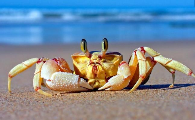 英国拟禁止煮食龙虾螃蟹等活物，当地为何会做出这一规定？