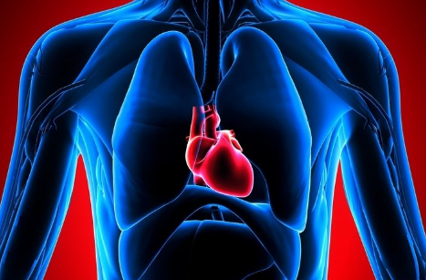 人体心脏在哪个位置