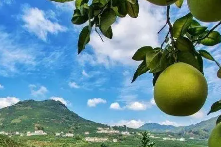 漳州的特产有哪些？