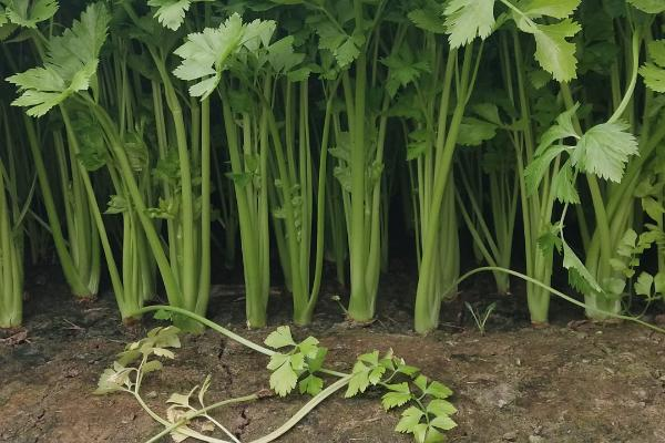 胡锡进谈媒体为5斤芹菜罚6.6万辩护,罚款最后有退回给那对夫妇吗?