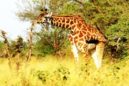 长颈鹿的特征有哪些？