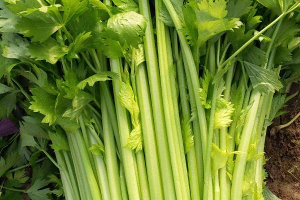 胡锡进谈媒体为5斤芹菜罚6.6万辩护，罚款最后有退回给那对夫妇吗？