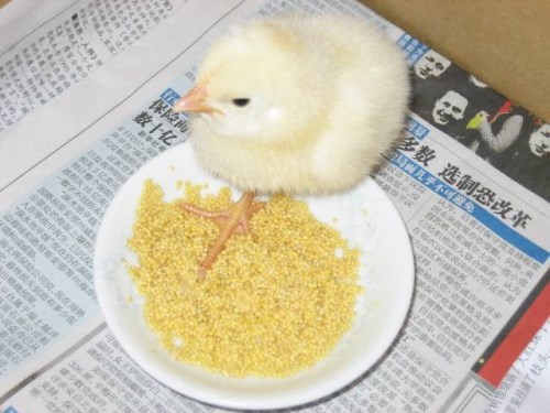 从外面买来的小鸡仔怎么养?