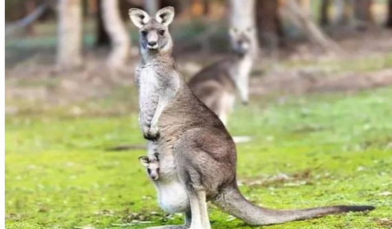 动物是怎样繁殖的
