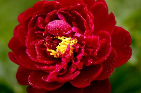 芍药什么时间开花?