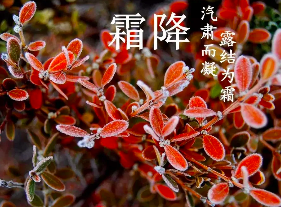 霜降节气的含义是什么