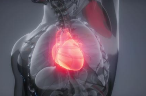 人体心脏在哪个位置