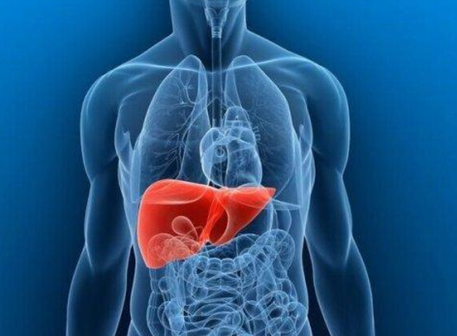 肝在哪个位置图