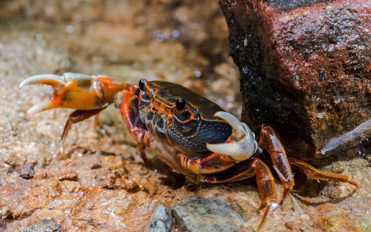 英国拟禁止煮食龙虾螃蟹等活物，当地为何会做出这一规定？