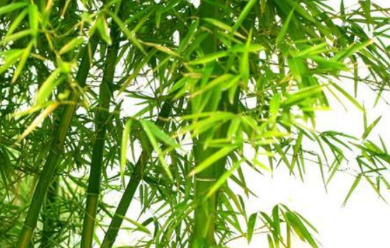 “咬定青山不放松，立根原在破岩中。千磨万击还坚劲，任尔东西南北风。”诗的意思是什么？