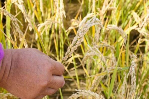 袁隆平团队试验的沙漠海水稻情况如何了?