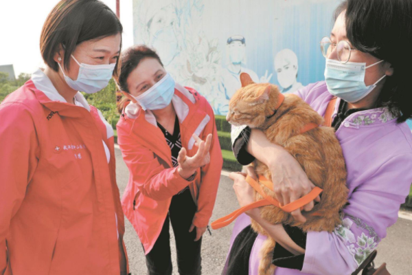 雷神山流浪小奶猫一年后成胖橘，它现在过得怎么样？