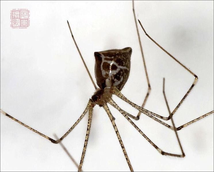幽灵蜘蛛是啥?