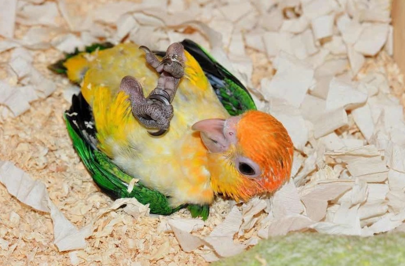 幽禽指的是什么鸟