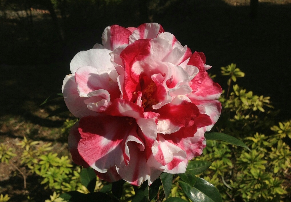 哪些花在春天开