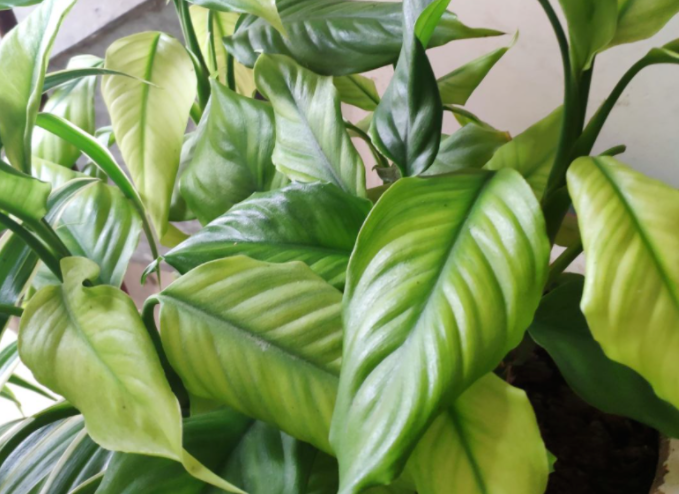 家里放什么可以绝对没蟑螂？