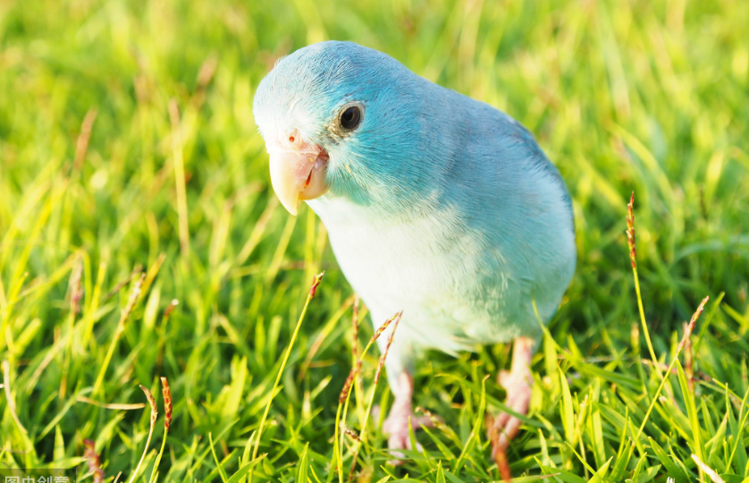 幽禽指的是什么鸟