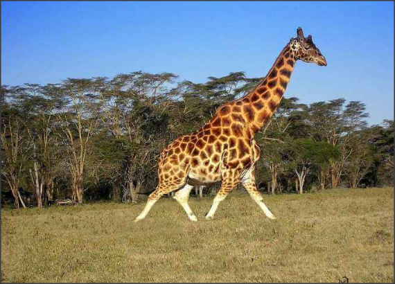 giraffe是什么意思