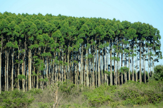 桉树有哪些危害呢？要详细！