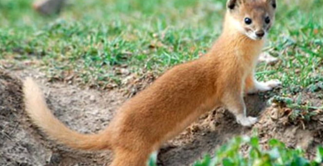 黄鼠狼吃什么食物？