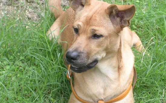 狗一共有多少种？分别是哪些品种？？