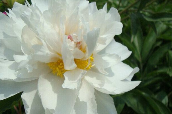 芍药什么时间开花?