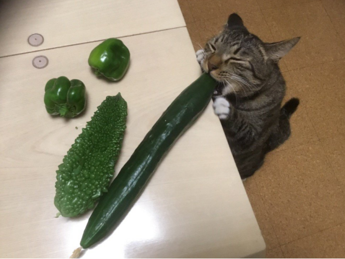 猫为什么怕黄瓜？