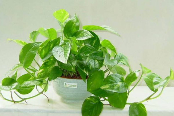 绿萝叶子发黄怎么补救？