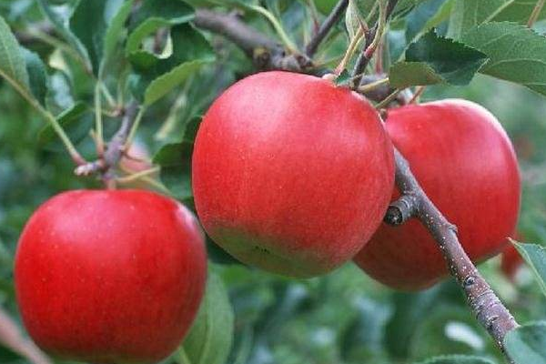 苹果的特点是什么
