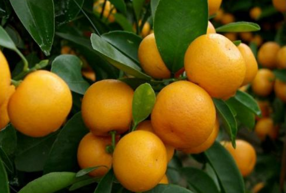 果实累累的意思是什么？