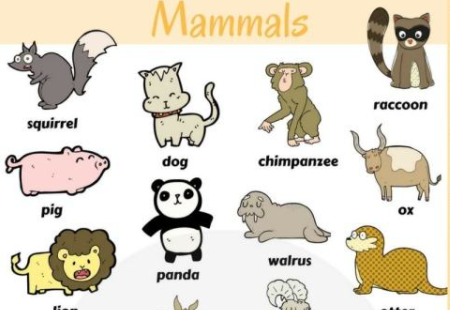 动物的英语单词是什么?